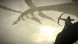 Shadow of the Colossus. В тени колосса [PS4, русская версия] 